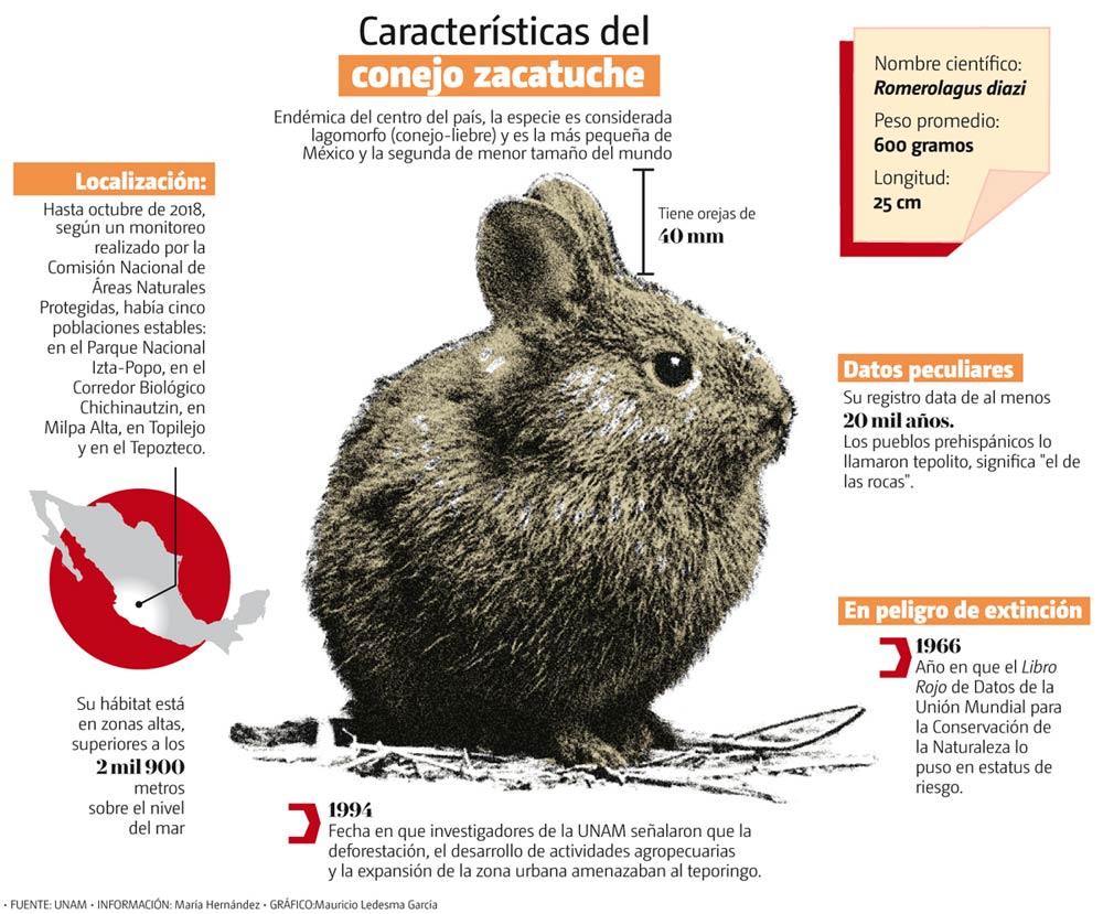 http://admin.pro.milenio.com/uploads/media/2018/12/25/caracteristicas-del-conejo-teporingo-o.jpg