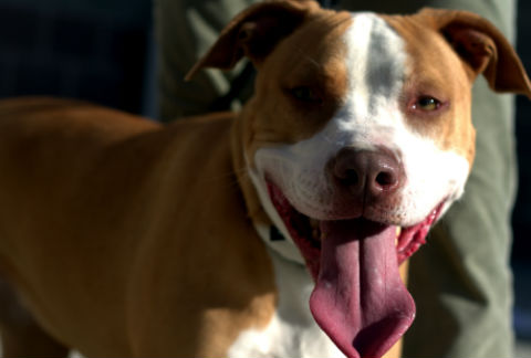 pitbull