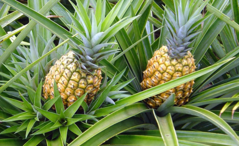 cultivo piñas
