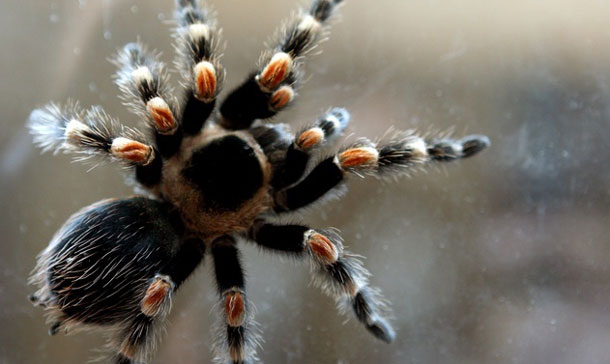 Veneno de araña bananera disminuye disfunción eréctil en ratones.