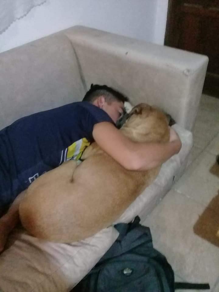 perrita