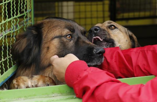 Los animales se encuentran frecuentemente desorientados, hambrientos y hasta mutilados. (EFE)