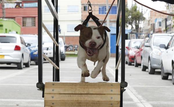 Un cuidador ejercita un perro en la unidad de Cuidado Animal en Bogotá. (EFE)