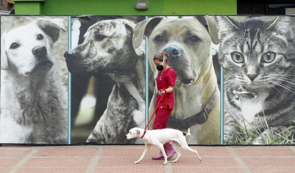 Un perro es paseado por una veterinaria en Bogotá. (EFE)