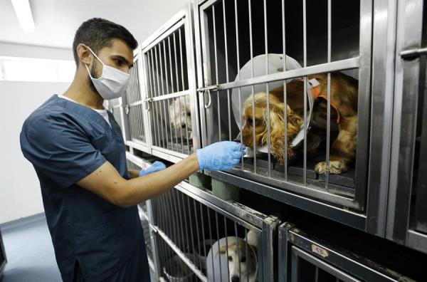 Un veterinario acaricia a un perro. (EFE)