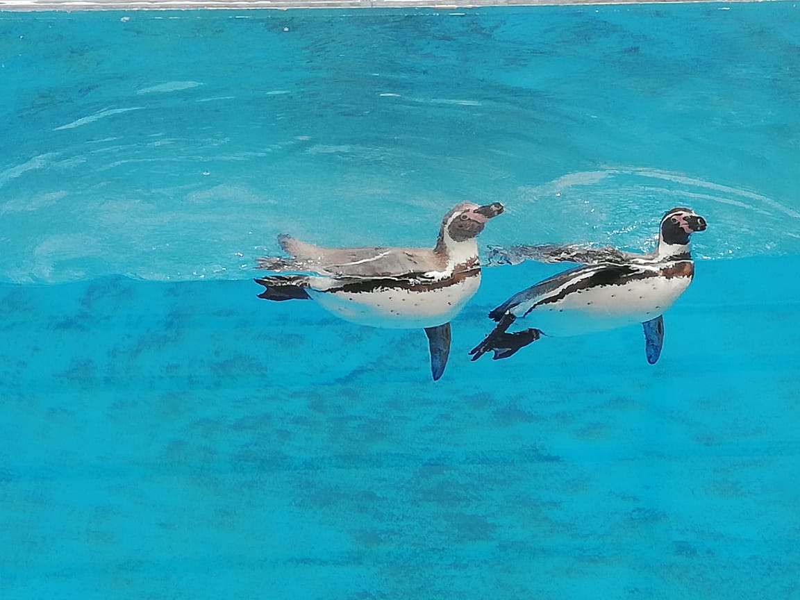 Pingüinos en el Zooleón. Foto: Dany Béjar