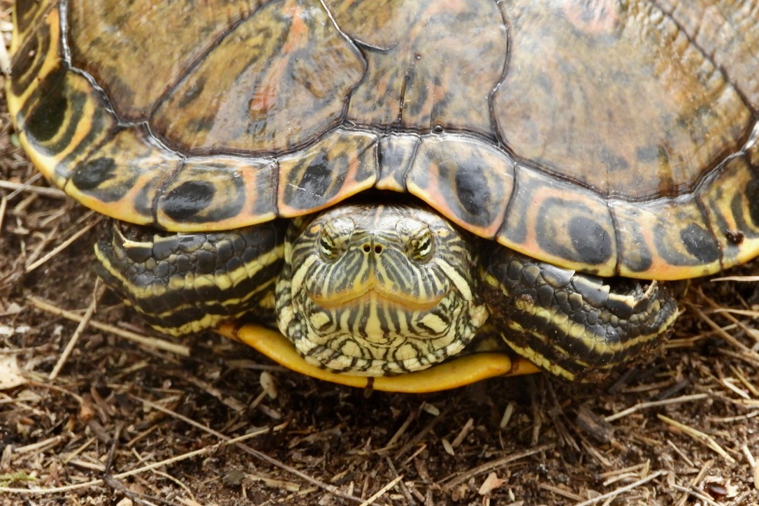 La tortuga no sale del agua de río, sino es a depositar sus huevos en esta época. (Especial)