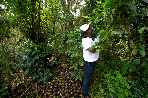 Con su pequeña finca agroecológica “Biodoni”, ha demostrado que en el Estado de México la producción del café también es una opción. | Mario Benítez
