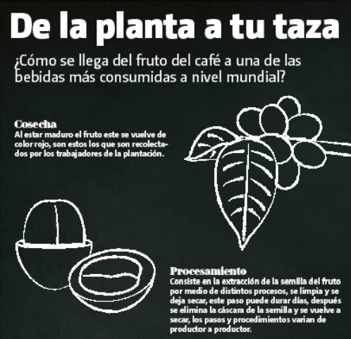 Con su pequeña finca agroecológica “Biodoni”, ha demostrado que en el Estado de México la producción del café también es una opción. | Mario Benítez