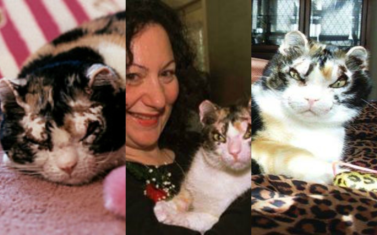 Collage hecho con fotos de time.com y North Shore Animal League America