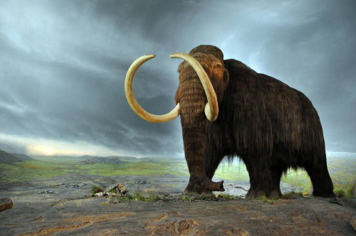 mamut en edomex