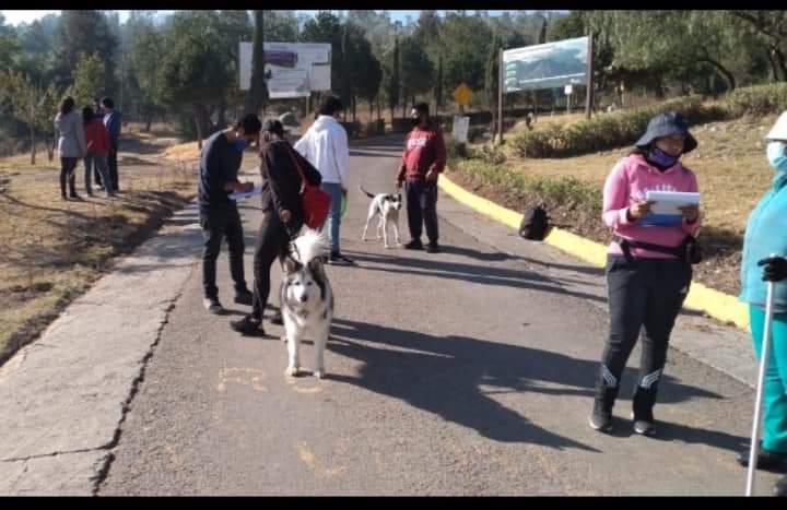 Lomitos en el parque