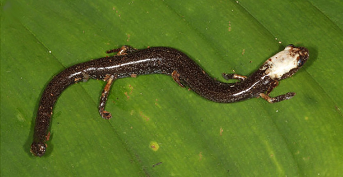 Descubren 503 nuevas especies en 2020 (NHM).