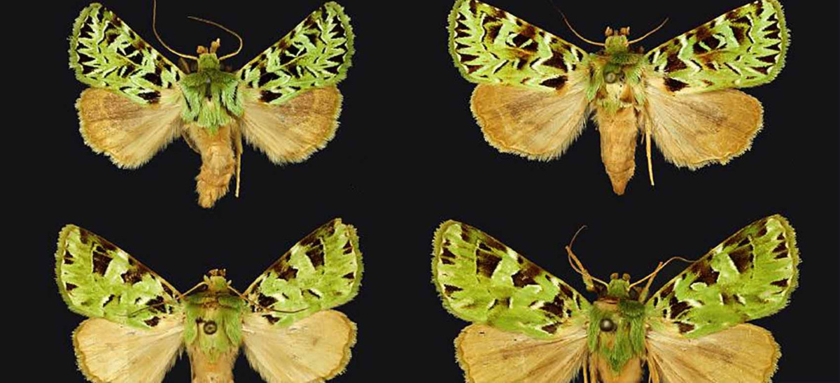 Descubren 503 nuevas especies en 2020 (NHM).