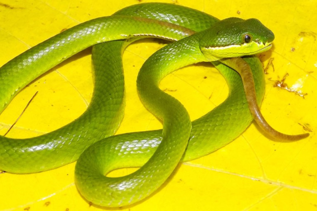 Descubren 503 nuevas especies en 2020 (NHM).