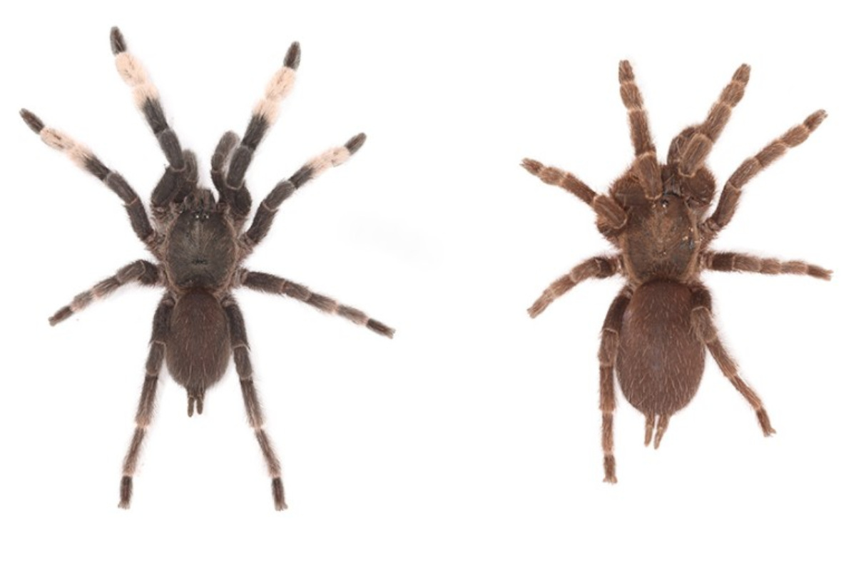 Descubren 503 nuevas especies en 2020 (NHM).