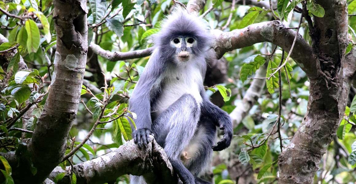 Descubren 503 nuevas especies en 2020 (NHM).