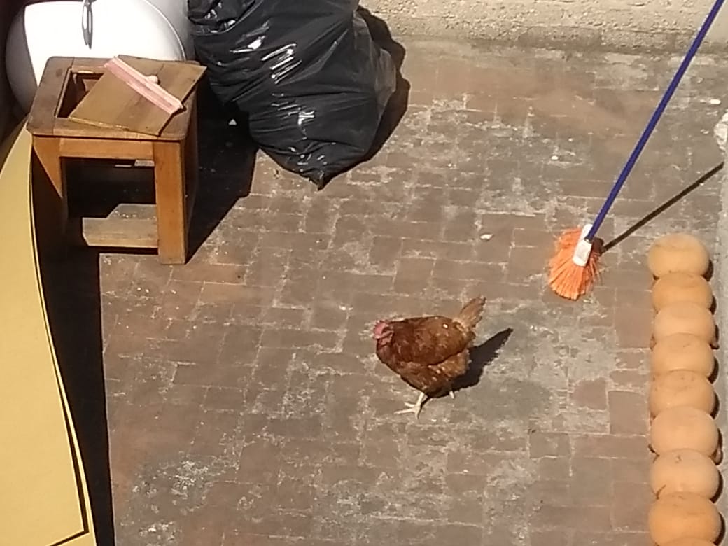 maltrato animal