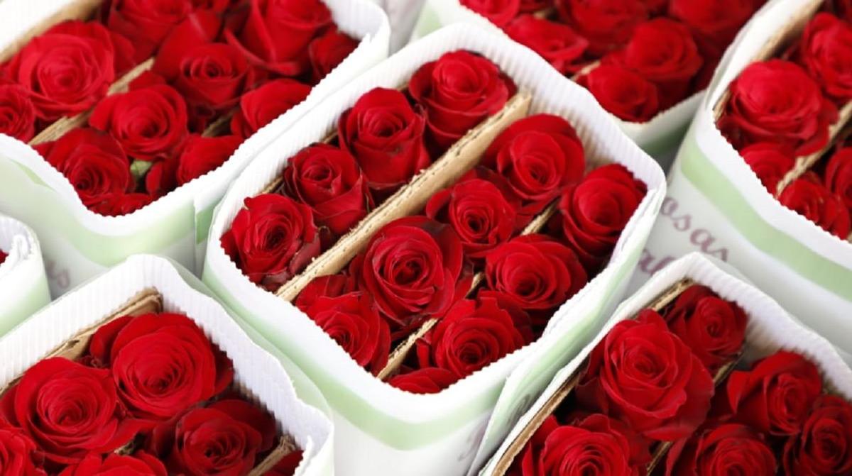 rosas
