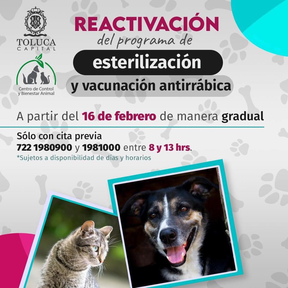 perritos