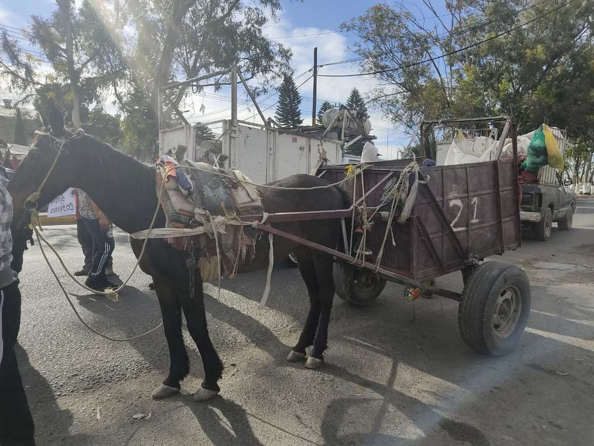 Caballos