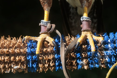 Aves de cetrería