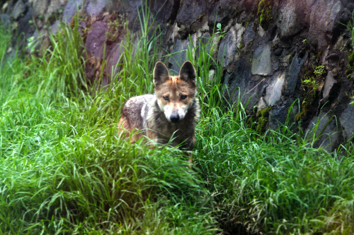 fauna