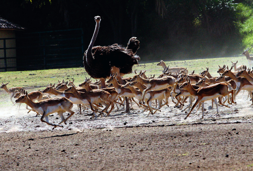 fauna