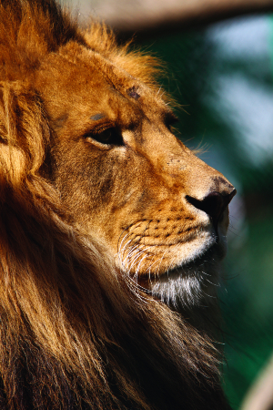 fauna