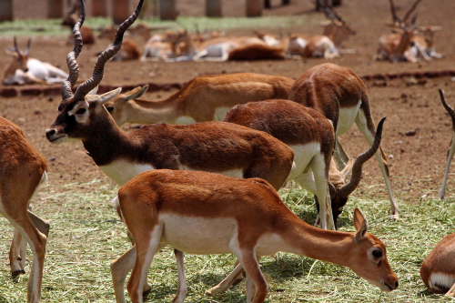 fauna