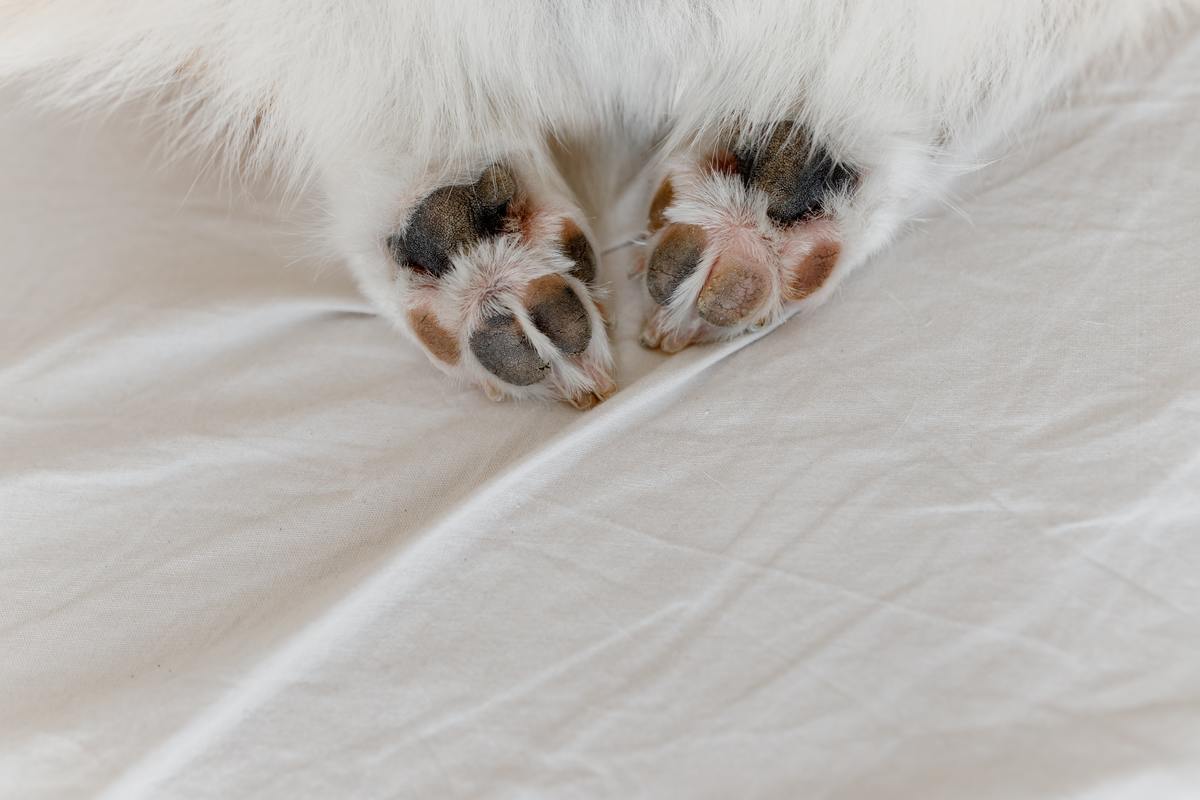 patitas