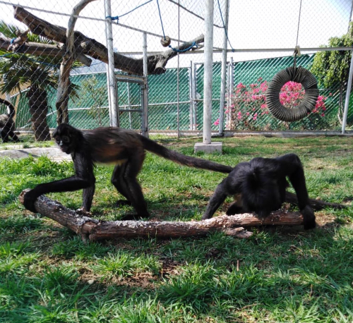 monos