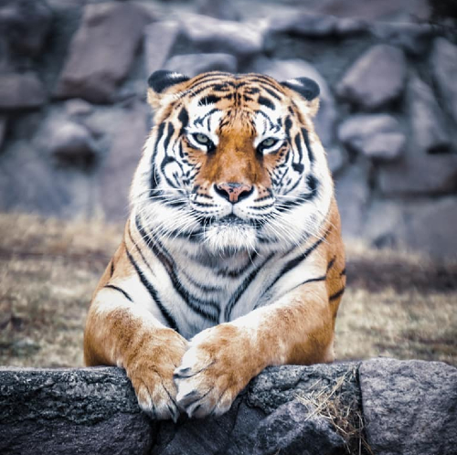 tigre