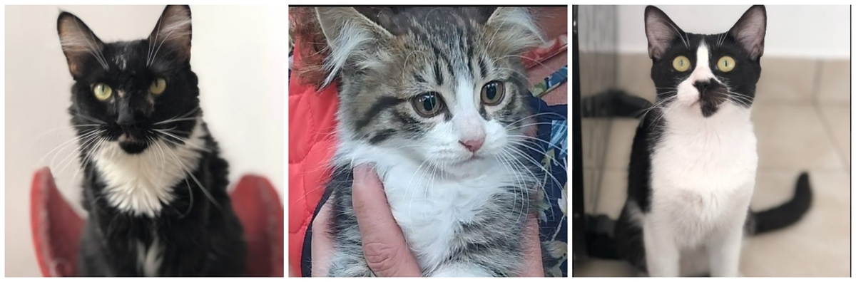 gatitos