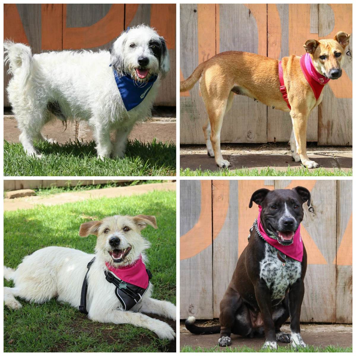 perritos