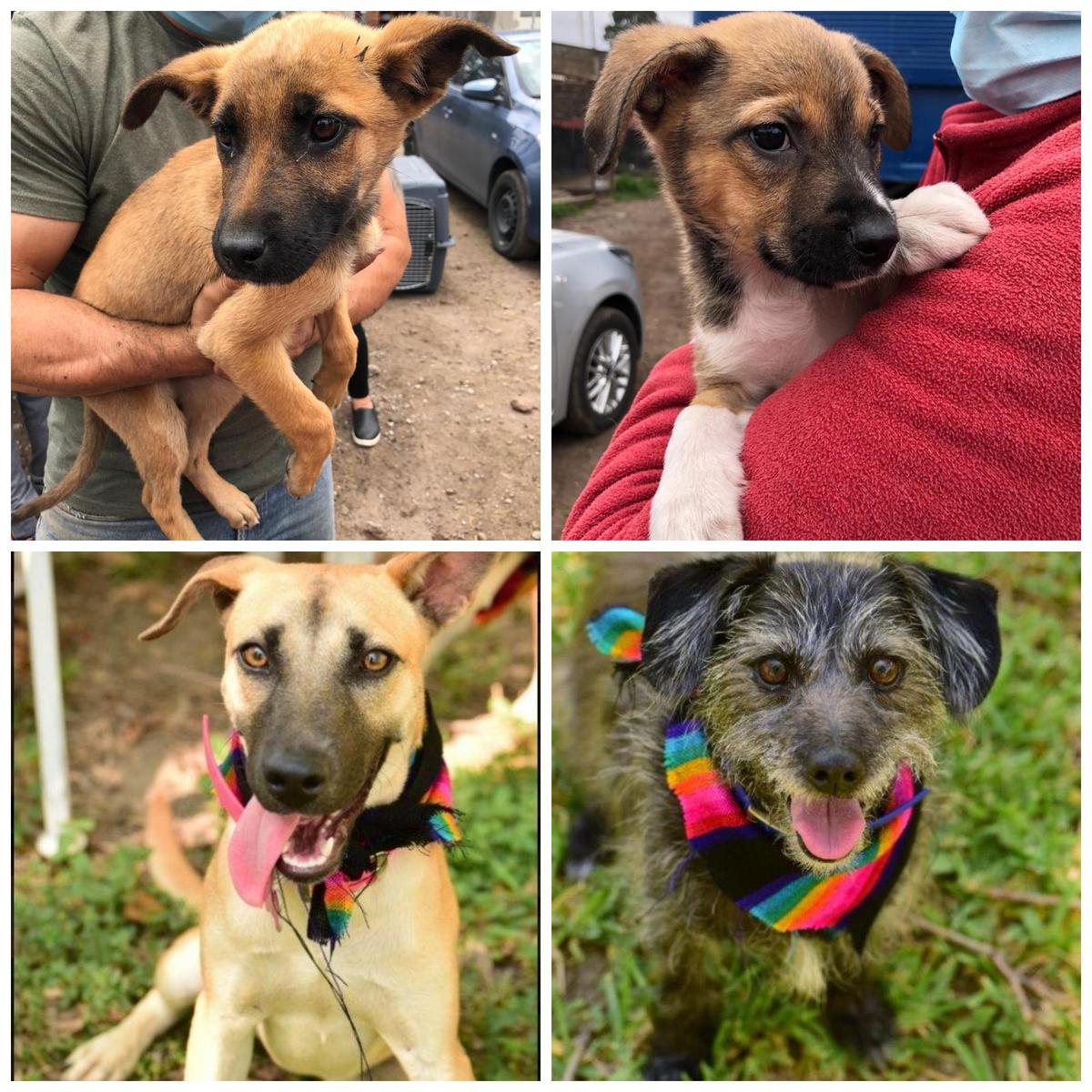perritos