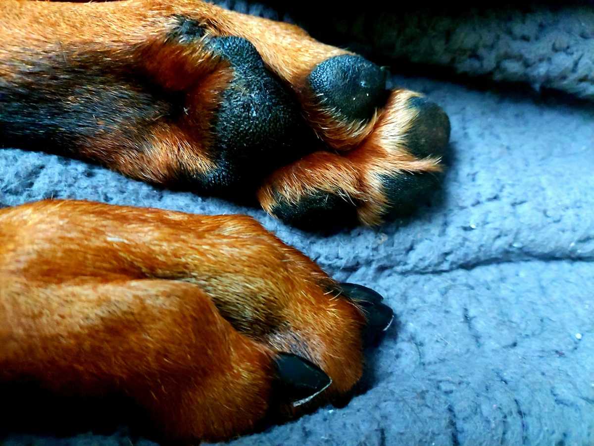patitas de perro