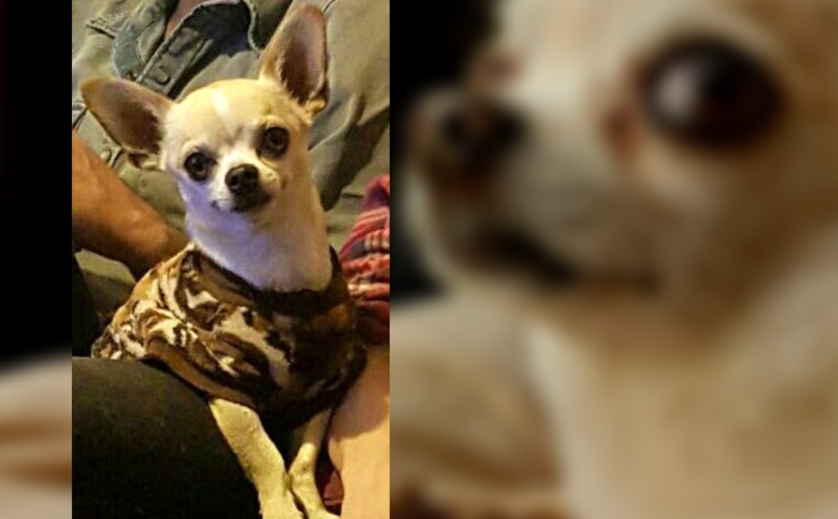 perritos