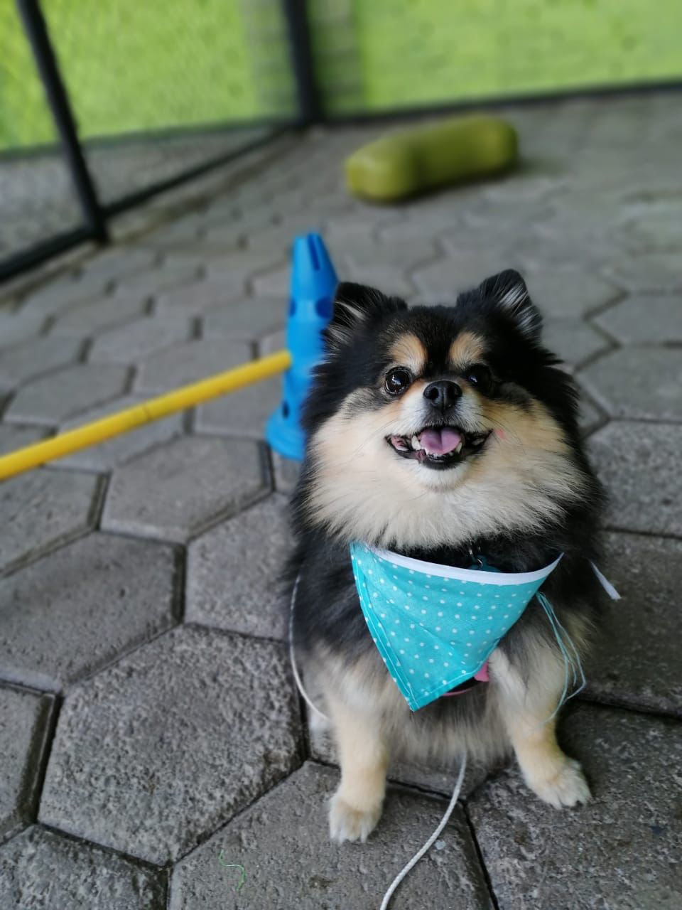 perritos