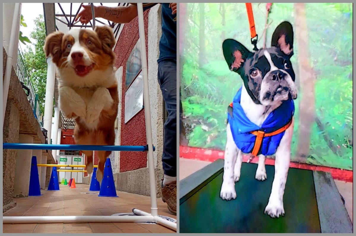 perritos