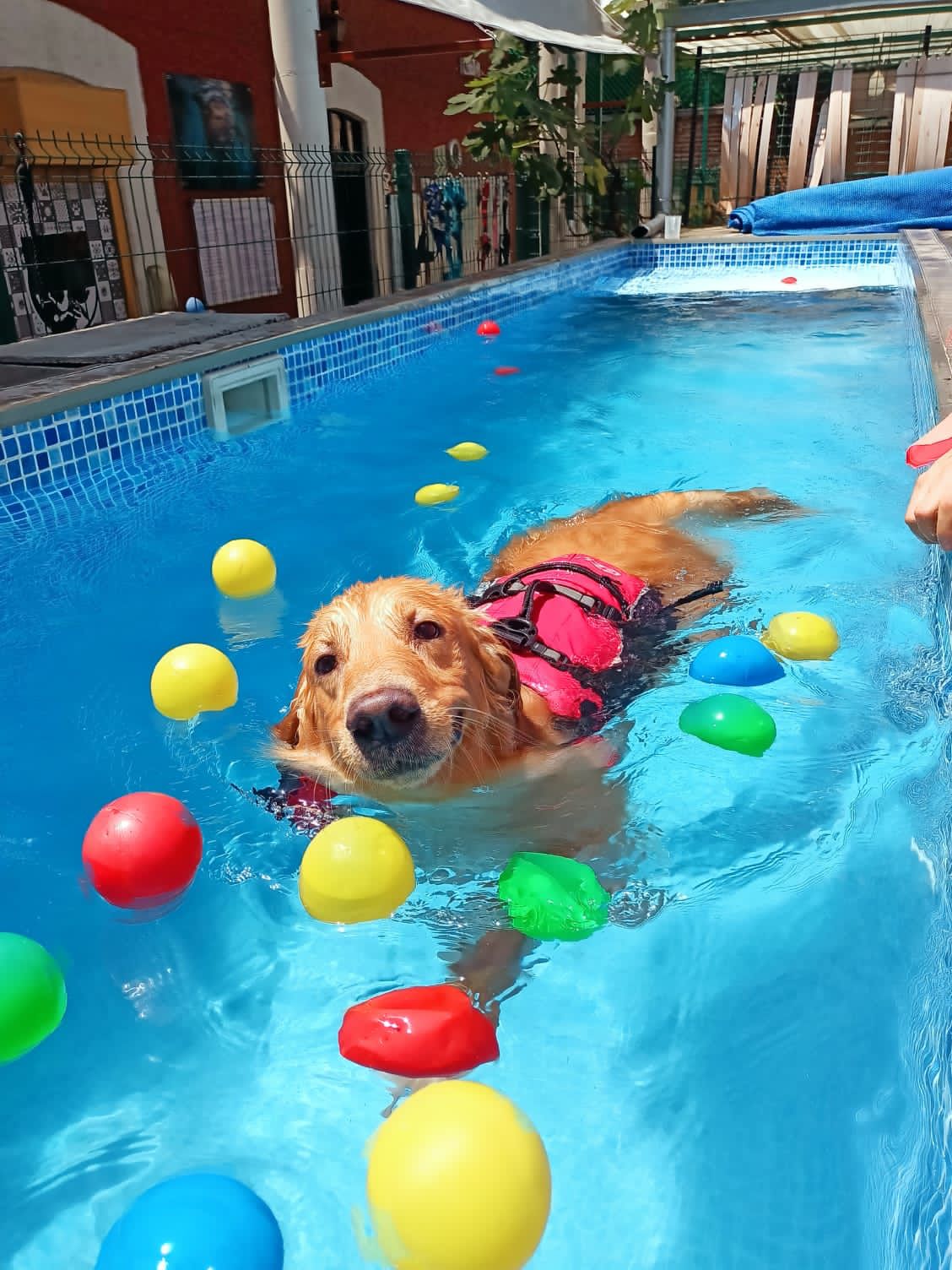perritos