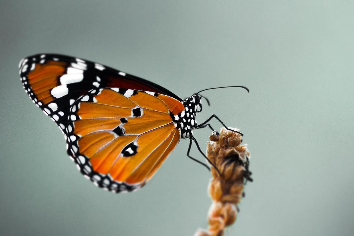 mariposa