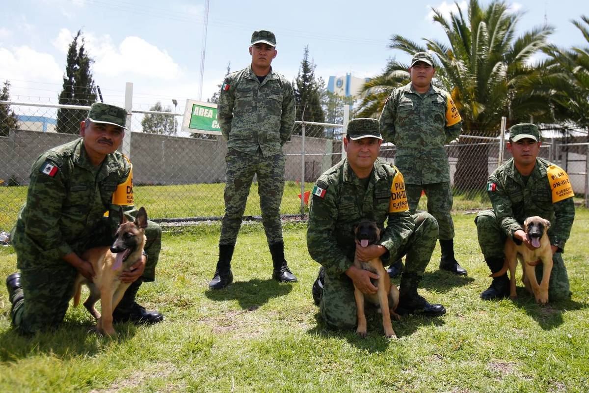 perritos