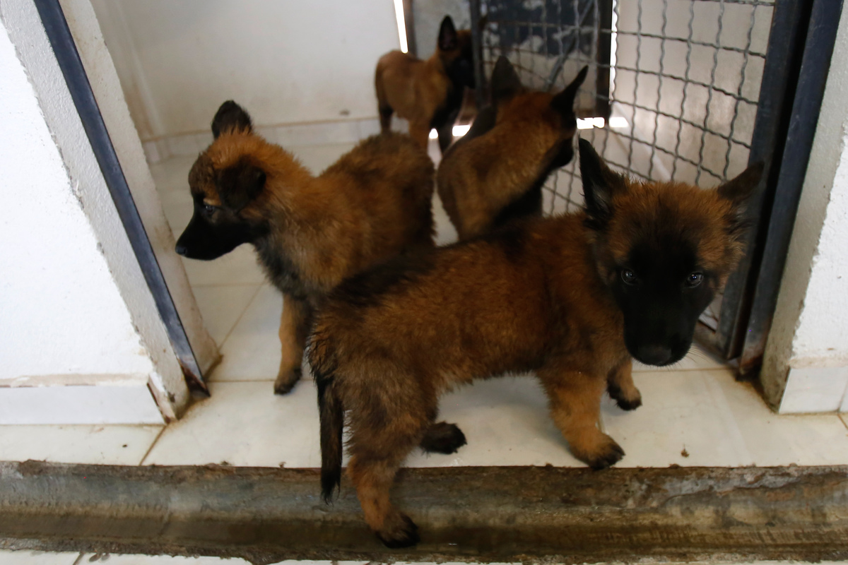 perritos