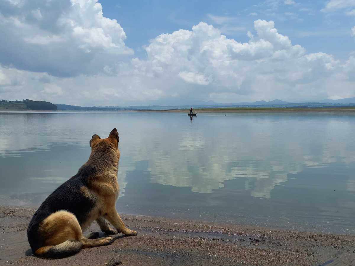 perritos