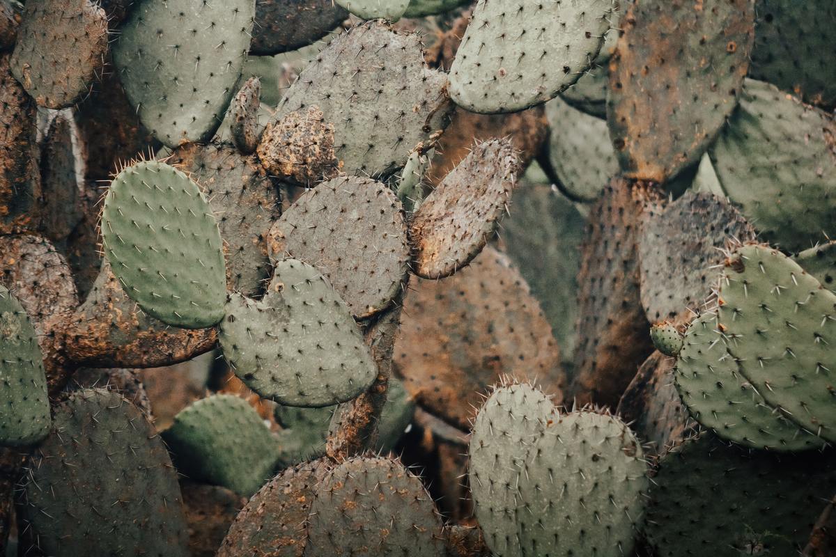 nopal