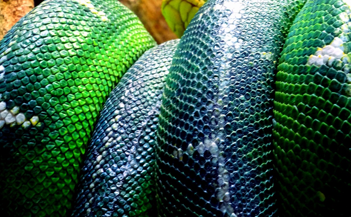 viboras