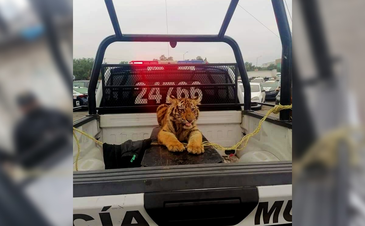 tigre