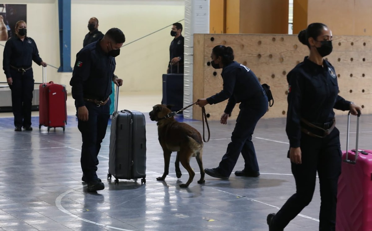 perros