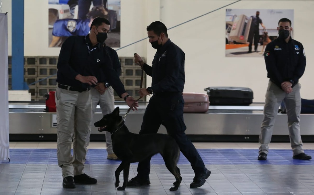 perros